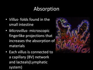 Absorption Villus - folds found in the small intestine Microvillus - microscopic fingerlike projections that increases the absorption of materials Each villus is connected to a capillary (BV) network and lacteals(Lymphatic system)  