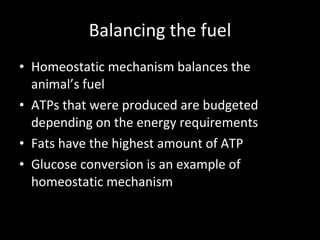 Balancing the fuel Homeostatic mechanism balances the animal’s fuel ATPs that were produced are budgeted depending on the energy requirements Fats have the highest amount of ATP Glucose conversion is an example of homeostatic mechanism 