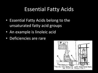 Essential Fatty Acids Essential Fatty Acids belong to the unsaturated fatty acid groups An example is linoleic acid Deficiencies are rare 