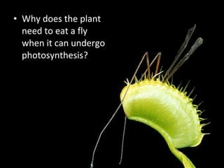 Why does the plant need to eat a fly when it can undergo photosynthesis? 