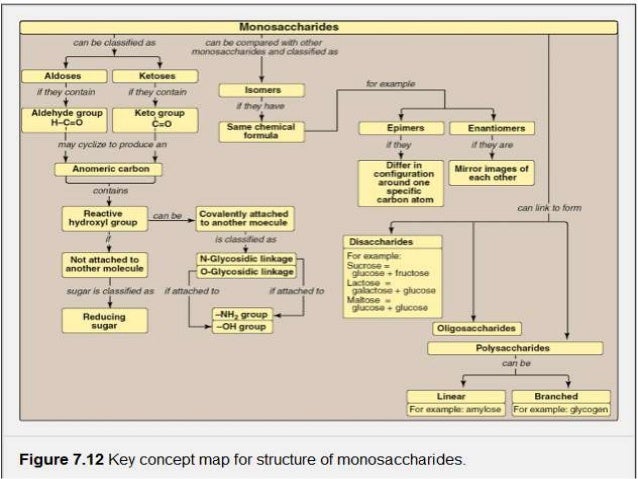 Digestion Of Carbohydrates Digestion Of Carbohydrates