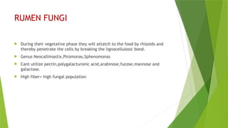 DIGESTION_OF_CARBOHYDRATES_IN_RUMINANTS[1]-Megha.a.p.pptx