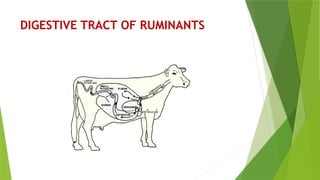 DIGESTION_OF_CARBOHYDRATES_IN_RUMINANTS[1]-Megha.a.p.pptx