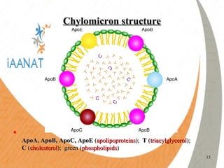 Digestion of fat | PPT