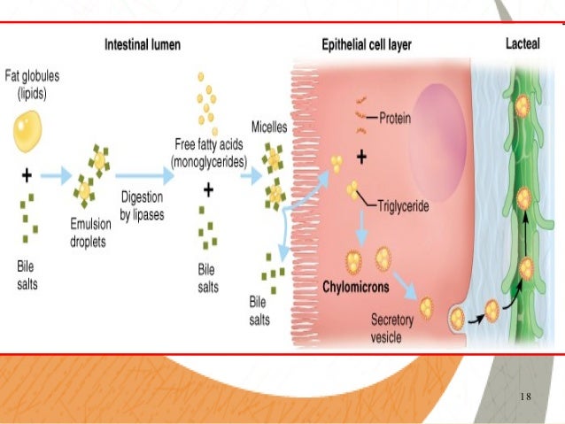 Digestion of fat diagram of villi 