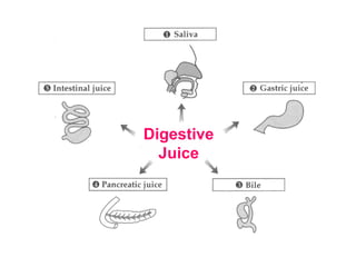 Digestive
Juice
 