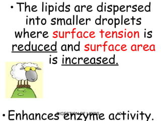 • The lipids are dispersed
    into smaller droplets
  where surface tension is
 reduced and surface area
         is increased.



• Enhances enzyme activity.
         DIGESTION OF LIPIDS   10
 