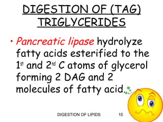 DIGESTION OF (TAG)
    TRIGLYCERIDES
• Pancreatic lipase hydrolyze
  fatty acids esterified to the
  1st and 2nd C atoms of glycerol
  forming 2 DAG and 2
  molecules of fatty acid.

           DIGESTION OF LIPIDS   15
 