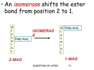 • An isomerase shifts the ester
  bond from position 2 to 1.

   G                                      G Fatty Acid2
   l                ISOMERAS              l
   y                E                     y
   c Fatty Acid                           c
                2
   e                                      e
   r                                      r
   o                                      o
   l                                      l

  2-MAG                                     1-MAG
                    DIGESTION OF LIPIDS        17
 