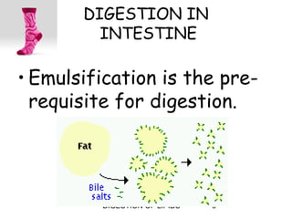 DIGESTION IN
         INTESTINE

• Emulsification is the pre-
  requisite for digestion.




         DIGESTION OF LIPIDS   9
 