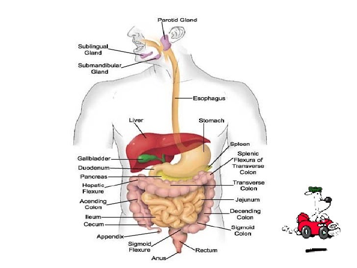 Digestion of lipids