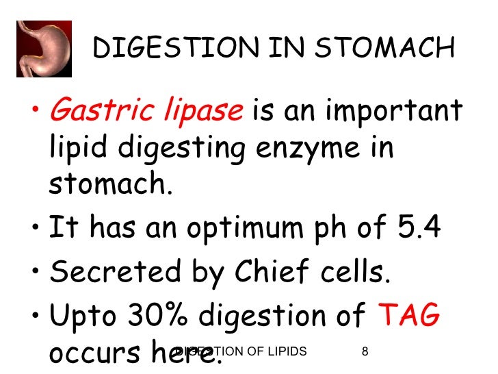 Digestion of lipids