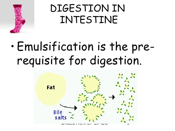 Digestion of lipids