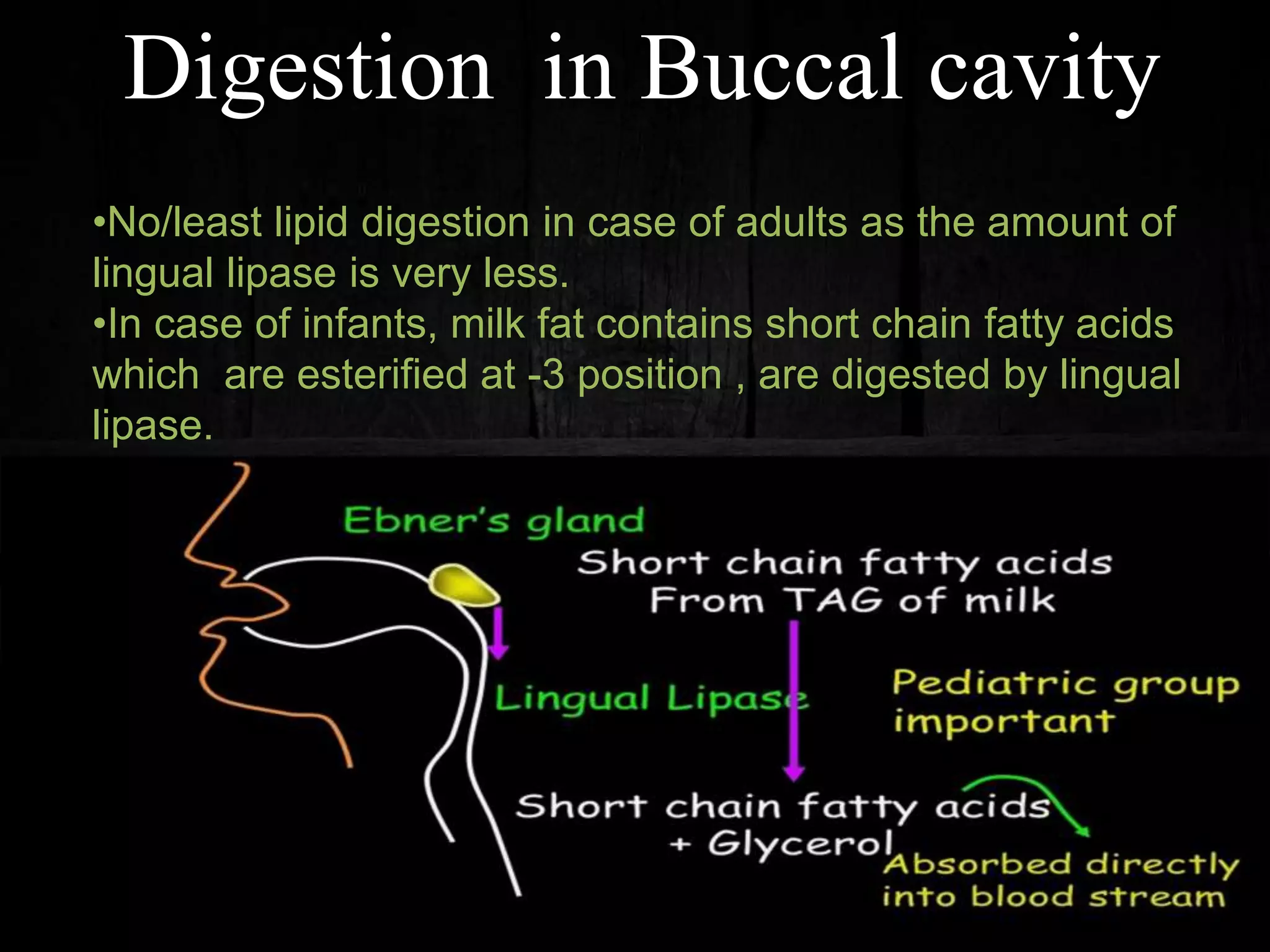 Digestion in Buccal cavity
•No/least lipid digestion in case of adults as the amount of
lingual lipase is very less.
•In case of infants, milk fat contains short chain fatty acids
which are esterified at -3 position , are digested by lingual
lipase.
 