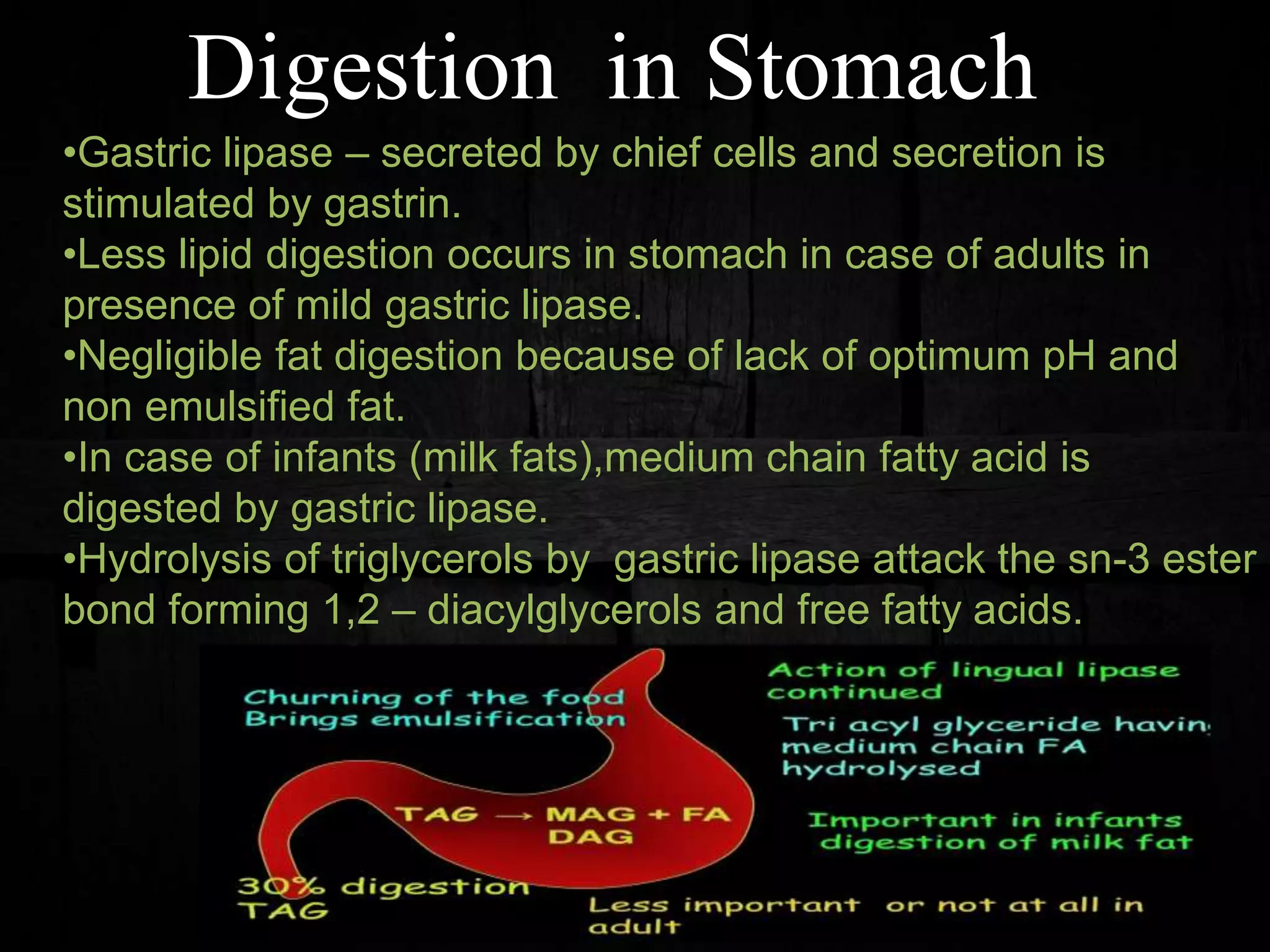 Digestion in Stomach
•Gastric lipase – secreted by chief cells and secretion is
stimulated by gastrin.
•Less lipid digestion occurs in stomach in case of adults in
presence of mild gastric lipase.
•Negligible fat digestion because of lack of optimum pH and
non emulsified fat.
•In case of infants (milk fats),medium chain fatty acid is
digested by gastric lipase.
•Hydrolysis of triglycerols by gastric lipase attack the sn-3 ester
bond forming 1,2 – diacylglycerols and free fatty acids.
 