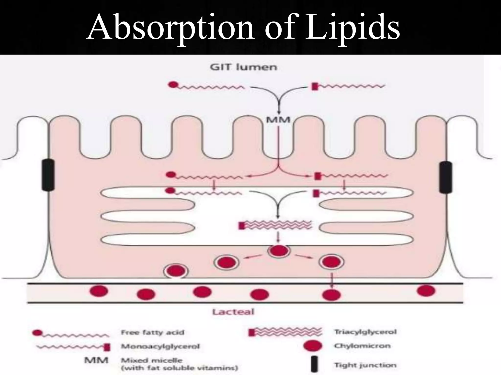 Absorption of Lipids
 