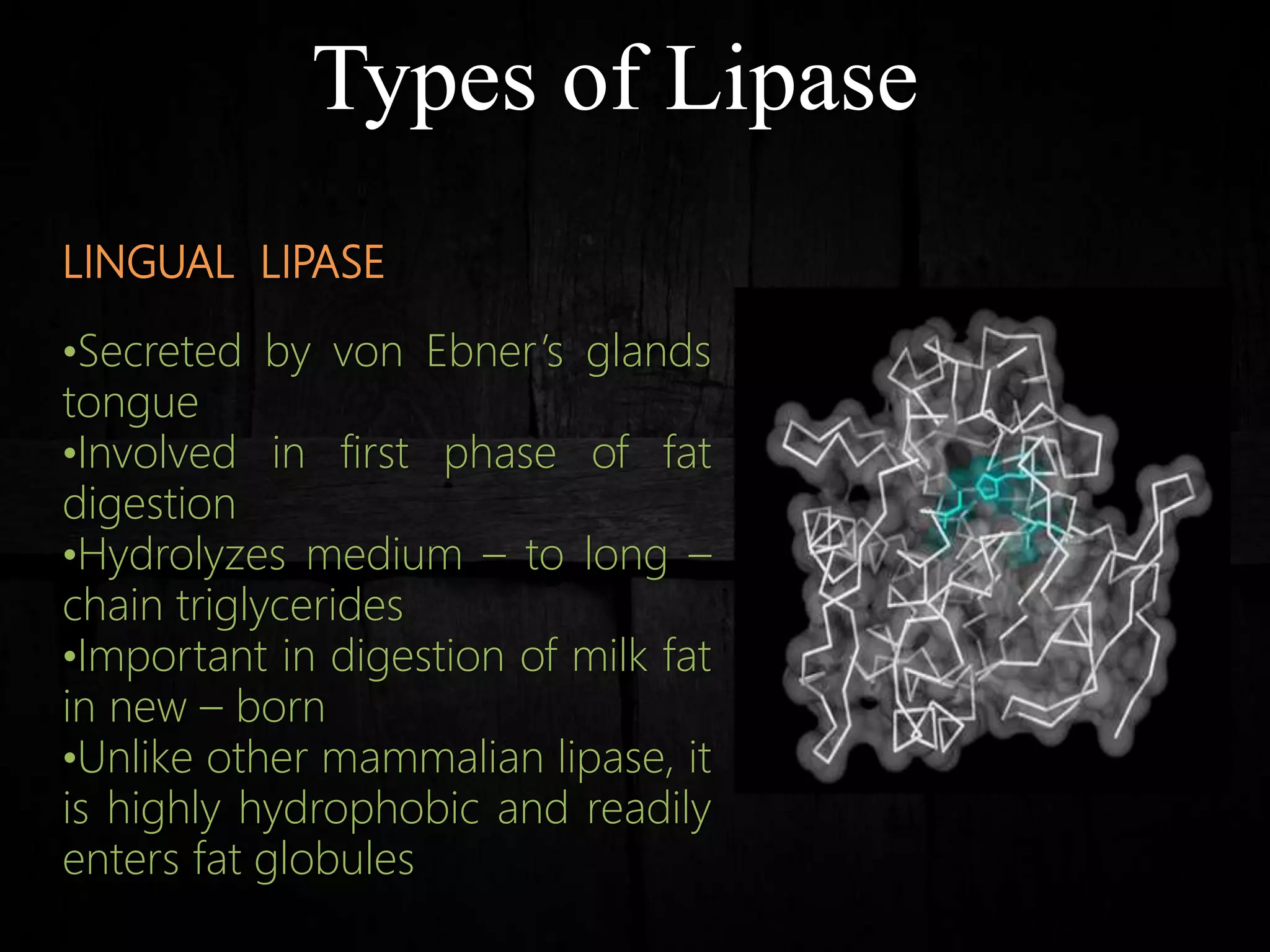 Types of Lipase
LINGUAL LIPASE
•Secreted by von Ebner’s glands
tongue
•Involved in first phase of fat
digestion
•Hydrolyzes medium – to long –
chain triglycerides
•Important in digestion of milk fat
in new – born
•Unlike other mammalian lipase, it
is highly hydrophobic and readily
enters fat globules
 