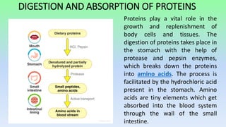 Protein Absorb DIGESTION OF MACRONUTRIENTS.pptx