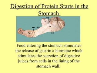 Digestion of Protein Starts in the
           Stomach




   Food entering the stomach stimulates
  the release of gastrin a hormone which
    stimulates the secretion of digestive
    juices from cells in the lining of the
               stomach wall.
 