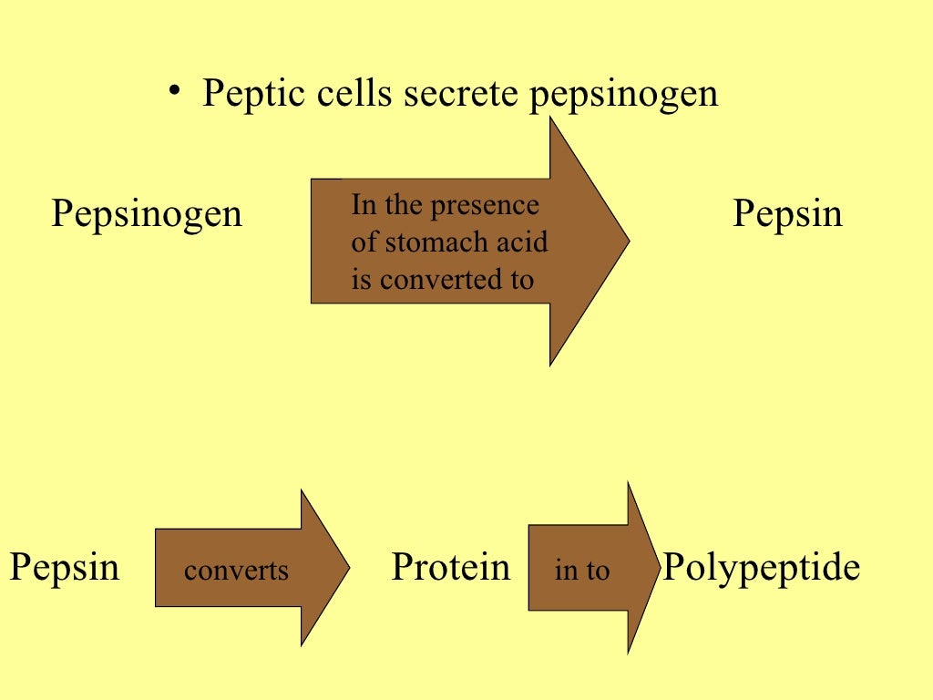 Digestion of protein