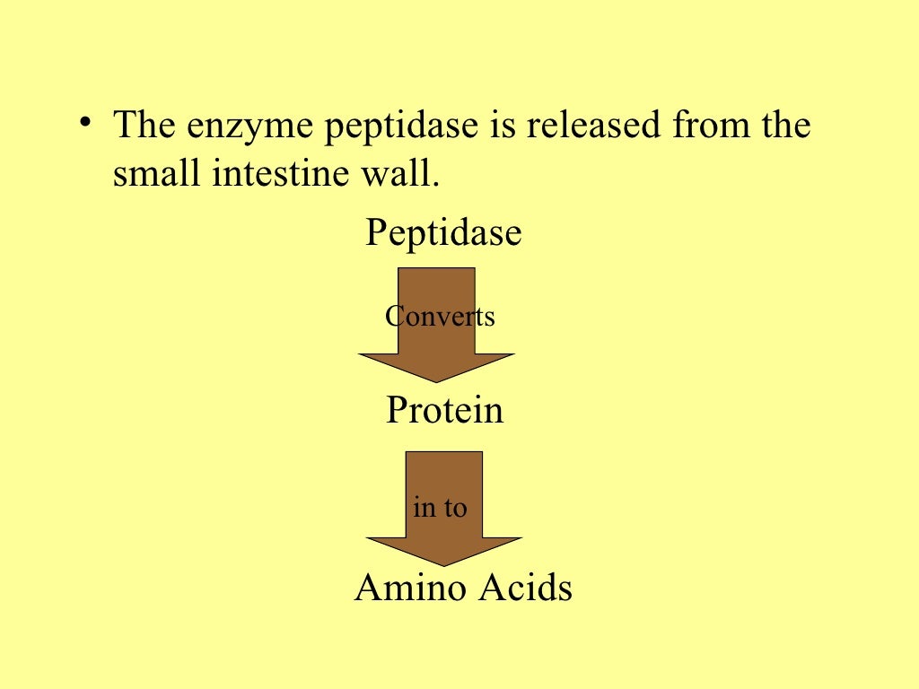 Digestion of protein