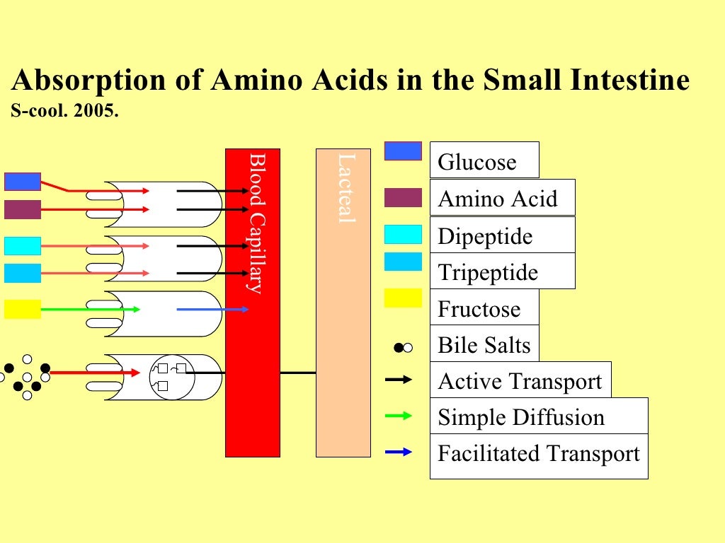 Digestion of protein