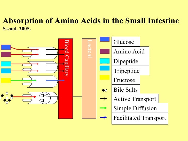 Digestion of protein