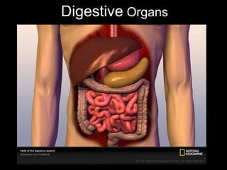 Digestive  Organs 