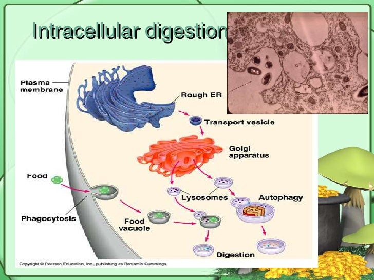 Digestion presentation