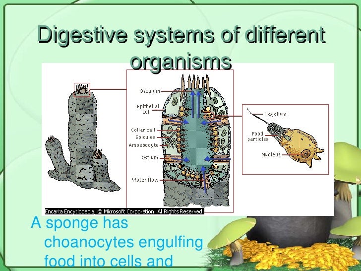 Digestion presentation