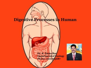 Digestive Processes in Human
Dr. K. Rama Rao
Department of Zoology
Phone: 9010705687
 