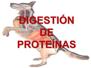 DIGESTIÓN
DE
PROTEÍNAS
 