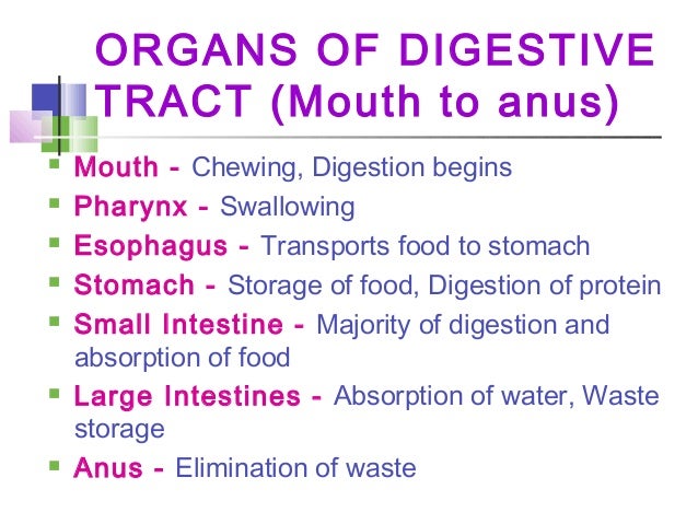 Digestion & Respiration by Jasveer Rana