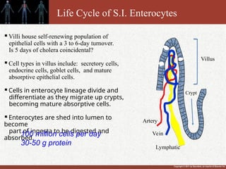 Copyright © 2011 by Saunders, an imprint of Elsevier Inc.

Villi house self-renewing population of
epithelial cells with a 3 to 6-day turnover.
Is 5 days of cholera coincidental?

Cell types in villus include: secretory cells,
endocrine cells, goblet cells, and mature
absorptive epithelial cells.

Cells in enterocyte lineage divide and
differentiate as they migrate up crypts,
becoming mature absorptive cells.

Enterocytes are shed into lumen to
become
part of ingesta to be digested and
absorbed.
100 million cells per day
30-50 g protein
Life Cycle of S.I. Enterocytes
Artery
Vein
Lymphatic
Villus
Crypt
 