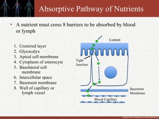 Copyright © 2011 by Saunders, an imprint of Elsevier Inc.
Absorptive Pathway of Nutrients
1. Unstirred layer
2. Glycocalyx
3. Apical cell membrane
4. Cytoplasm of enterocyte
5. Basolateral cell
membrane
6. Intercellular space
7. Basement membrane
8. Wall of capillary or
lymph vessel
• A nutrient must cross 8 barriers to be absorbed by blood
or lymph
Lumen
Tight
Junction
Basement
Membrane
Blood Capillary
 