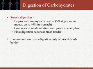 Copyright © 2011 by Saunders, an imprint of Elsevier Inc.
Digestion of Carbohydrates
• Starch digestion -
- Begins with -amylase in saliva (5% digestion in
mouth, up to 40% in stomach)
- Continues in small intestine with pancreatic amylase
- Final digestion occurs at brush border
• Lactose and sucrose - digestion only occurs at brush
border
 