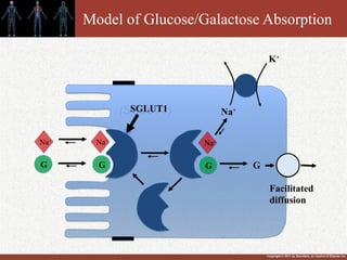 Copyright © 2011 by Saunders, an imprint of Elsevier Inc.
Model of Glucose/Galactose Absorption
(SGLUT1)
Na+
Na+
Na+
G G G
Na+
SGLUT1
K+
G
Facilitated
diffusion
 