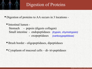 Copyright © 2011 by Saunders, an imprint of Elsevier Inc.
Digestion of Proteins

Digestion of proteins to AA occurs in 3 locations -

Intestinal lumen -
Stomach - pepsin (digests collagen)
Small intestine - endopeptidases
- exopeptidases

Brush border - oligopeptidases, dipeptidases

Cytoplasm of mucosal cells – di- tri-peptidases
(trypsin, chymotrypsin)
(carboxypeptidase)
 