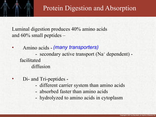 Copyright © 2011 by Saunders, an imprint of Elsevier Inc.
Protein Digestion and Absorption
Luminal digestion produces 40% amino acids
and 60% small peptides –
• Amino acids -
- secondary active transport (Na+
dependent) -
facilitated
diffusion
• Di- and Tri-peptides -
- different carrier system than amino acids
- absorbed faster than amino acids
- hydrolyzed to amino acids in cytoplasm
(many transporters)
 