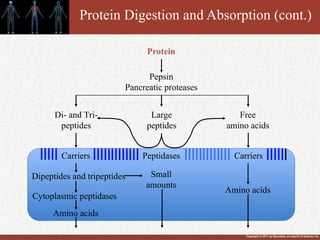 Copyright © 2011 by Saunders, an imprint of Elsevier Inc.
Protein Digestion and Absorption (cont.)
Dipeptides and tripeptides
Cytoplasmic peptidases
Amino acids
Di- and Tri-
peptides
Large
peptides
Free
amino acids
Carriers
Peptidases
Small
amounts
Amino acids
Protein
Pepsin
Pancreatic proteases
Carriers
 