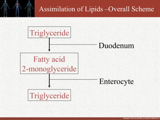 Copyright © 2011 by Saunders, an imprint of Elsevier Inc.
Assimilation of Lipids –Overall Scheme
Triglyceride
Fatty acid
2-monoglyceride
Triglyceride
Duodenum
Enterocyte
 