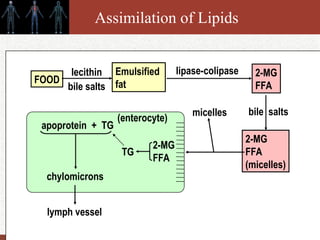 Copyright © 2011 by Saunders, an imprint of Elsevier Inc.
Assimilation of Lipids
Emulsified
fat
2-MG
FFA
FOOD
lecithin
bile salts
lipase-colipase
2-MG
FFA
(micelles)
bile salts
micelles
2-MG
FFA
TG
(enterocyte)
apoprotein + TG
chylomicrons
lymph vessel
 