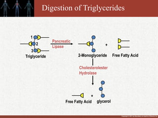 Copyright © 2011 by Saunders, an imprint of Elsevier Inc.
Digestion of Triglycerides
1
2
3
Pancreatic
Lipase
Triglyceride 2-Monoglyceride Free Fatty Acid
+
Free Fatty Acid
+
glycerol
Cholesterolester
Hydrolase
 
