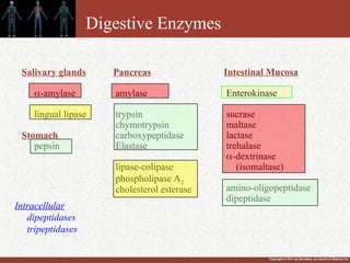 Copyright © 2011 by Saunders, an imprint of Elsevier Inc.
Digestive Enzymes
Salivary glands
-amylase
lingual lipase
Stomach
pepsin
Intestinal Mucosa
Enterokinase
sucrase
maltase
lactase
trehalase
-dextrinase
(isomaltase)
amino-oligopeptidase
dipeptidase
Pancreas
amylase
trypsin
chymotrypsin
carboxypeptidase
Elastase
lipase-colipase
phospholipase A2
cholesterol esterase
Intracellular
dipeptidases
tripeptidases
 
