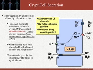 Copyright © 2011 by Saunders, an imprint of Elsevier Inc.
Crypt Cell Secretion
Cl -
Na+
Cl - Na+
P
Na+
Na+
K+
K+
Na+
H2 0
Na+
H2 0
Cl -
 cAMP

cAMP activates Cl-
channels

Na+
follows electrical
gradient

H2O moves along
osmotic gradient

Water secretion by crypt cells is
driven by chloride secretion:

The apical (lumenal)
membrane contains a
cyclic AMP-dependent
chloride channel - “cystic
fibrosis transmembrane
conductance regulator” or
CFTR.

When chloride exits cells
through chloride channel,
sodium and water follow

Mutations in gene for ion
channel (CFTR) result in
cystic fibrosis.
 