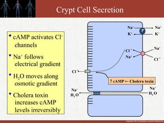 Copyright © 2011 by Saunders, an imprint of Elsevier Inc.
Crypt Cell Secretion
Cl -
Na+
Cl - Na+
P
Na+
Na+
K+
K+
Na+
H2 O
Na+
H2 O
Cl -
 cAMP  Cholera toxin

cAMP activates Cl-
channels

Na+
follows
electrical gradient

H2O moves along
osmotic gradient

Cholera toxin
increases cAMP
levels irreversibly
 