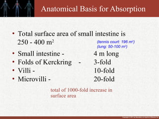 Copyright © 2011 by Saunders, an imprint of Elsevier Inc.
Anatomical Basis for Absorption
• Total surface area of small intestine is
250 - 400 m2
• Small intestine - 4 m long
• Folds of Kerckring - 3-fold
• Villi - 10-fold
• Microvilli - 20-fold
(tennis court: 196 m2
)
(lung: 50-100 m2
)
total of 1000-fold increase in
surface area
 