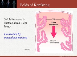 Copyright © 2011 by Saunders, an imprint of Elsevier Inc.
Figure 66-5
Folds of Kerckring
3-fold increase in
surface area ( 1 cm
long)
Controlled by
muscularis mucosa
 