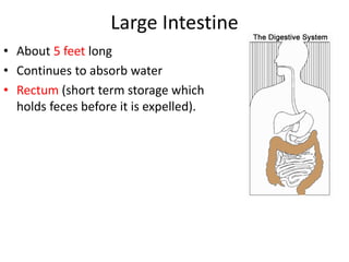 Large Intestine
• About 5 feet long
• Continues to absorb water
• Rectum (short term storage which
holds feces before it is expelled).
 
