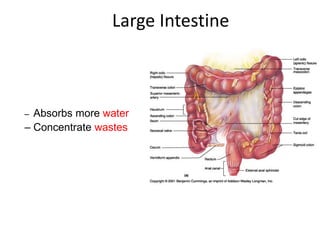 Large Intestine
– Absorbs more water
– Concentrate wastes
 